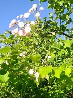 IMG_20220602_190624_3.webp