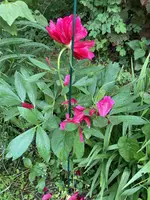 IMG_0873.webp IMG_0873.webp