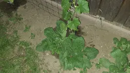 2022-06-02 Borretsch an Tomaten 01.webp