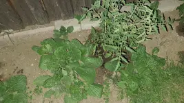 2022-06-02 Borretsch an Tomaten 03.webp