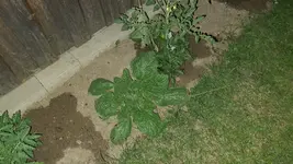 2022-06-02 Borretsch an Tomaten 04.webp