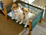 dog 127.v.jpg