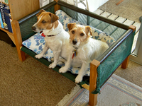 dog 127.v.webp