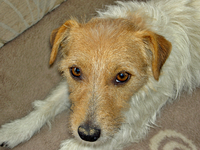 dog 161.Tiggy.webp