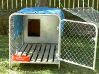 dog 150 v.webp