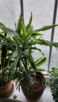 Dracaena Problem Pflanze.jpg