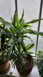Dracaena Problem Pflanze.webp