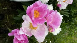5ABE46AC-1738-48C0-B0DE-C5EBD9846CEC.webp