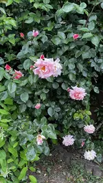 030D8913-6D44-4280-8E6D-F9CFFDD71916.jpeg