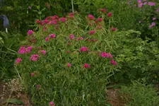 Bartnelken  0122.webp
