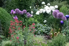 Juni  1919.webp