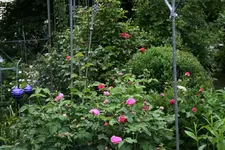 Juni      0222.webp