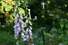 Juni      0522.webp