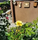 IMG_20220604_082619.jpg
