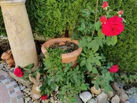 IMG_20220604_083904.webp