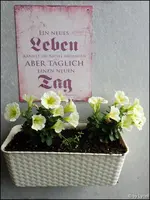 c081.webp