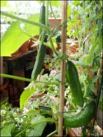 c084.webp
