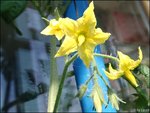 c091.jpg