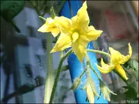 c091.webp