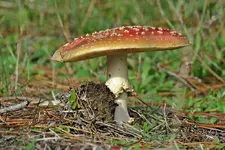 IMG_7732 v (2).webp
