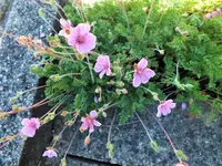 DSCF5163 (2).webp
