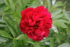 pfingstrose_01.webp
