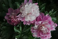 pfingstrose_02.webp
