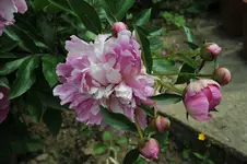 pfingstrose_03.webp
