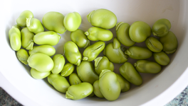 ackerbohnen_ernte.webp