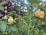 IMG_0928.JPG