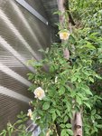 IMG_0922.JPG