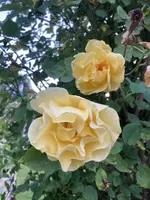 IMG_0937.JPG