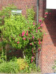 P1080473Nachbars Rose.JPG