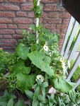 P1080475Ranktopf links.JPG