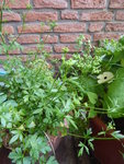 P1080476Petersilie.JPG