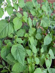 P1080478Ananaskirsche.JPG