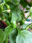 P1080480gelbe Snackpaprika.JPG