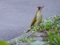 P1080419.webp
