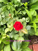 IMG_3177.jpg IMG_3177.jpg