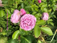 IMG_3180.JPG IMG_3180.JPG