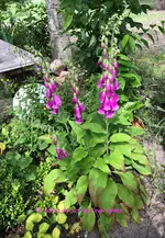 IMG_3181.jpg IMG_3181.jpg