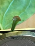 Flieder-Blatt_Fuß_05.jpg