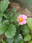 IMG_20220604_094920.jpg