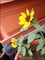 c002.webp