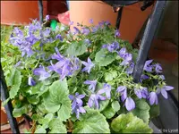 c004.webp
