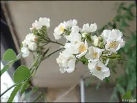 c006.webp