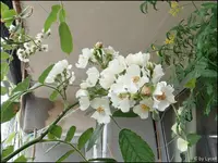 c007.webp