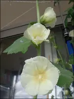 c009.webp
