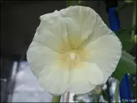c010.webp