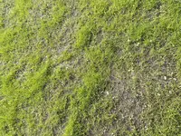 Nahaufnahme Fläche 3.webp